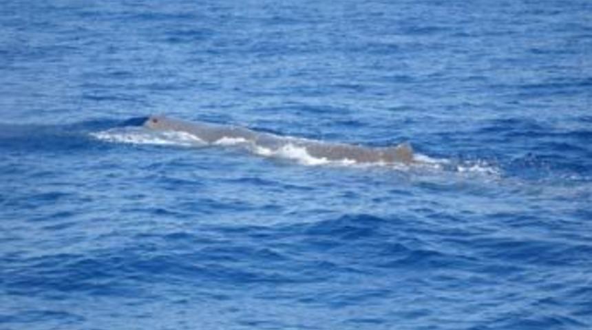Fethiye'de  13 metre boyunda balina