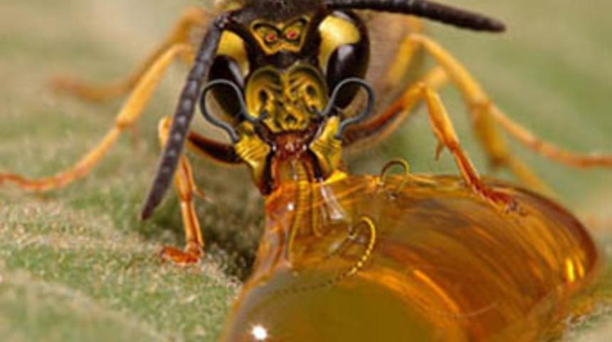 '&Ouml;l&uuml;m&uuml;n kokusu' bulundu