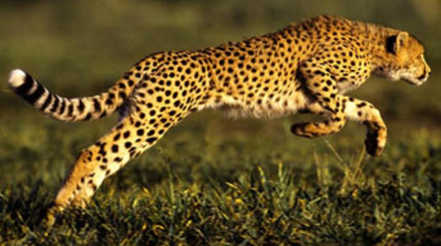 Usain Bolt'u ge&ccedil;en tek canlı