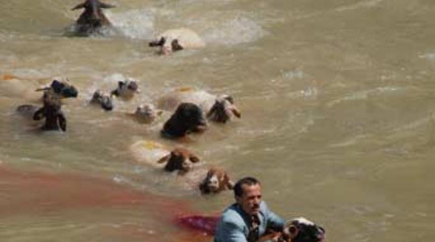Koyunlar &ccedil;obanlara sadık mı?