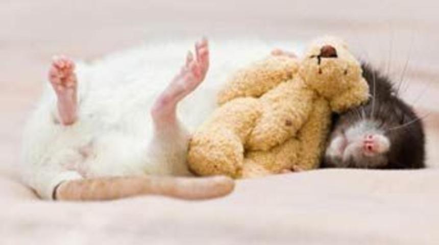 Bir farenin &ouml;zel hayatı