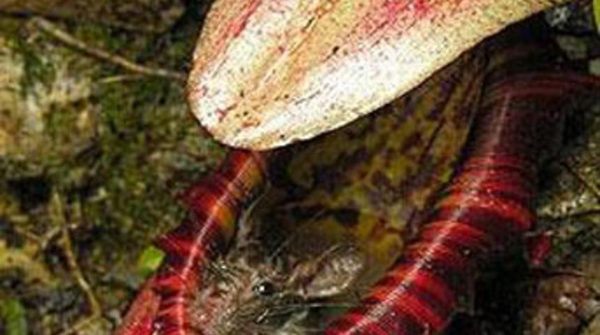 Fare yiyen bitki bulundu