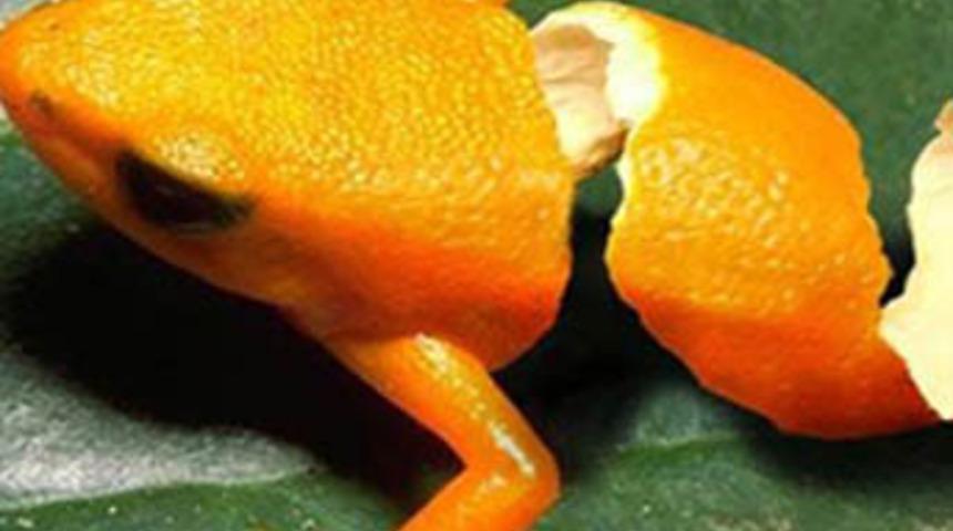 Bu hayvanlar şaşırtıyor