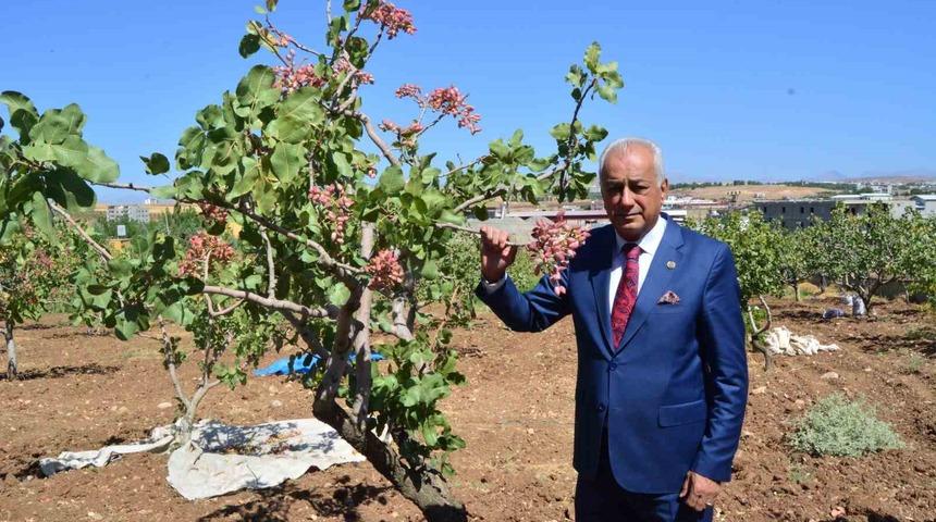 Siirt’te fıstık hasadı başladı