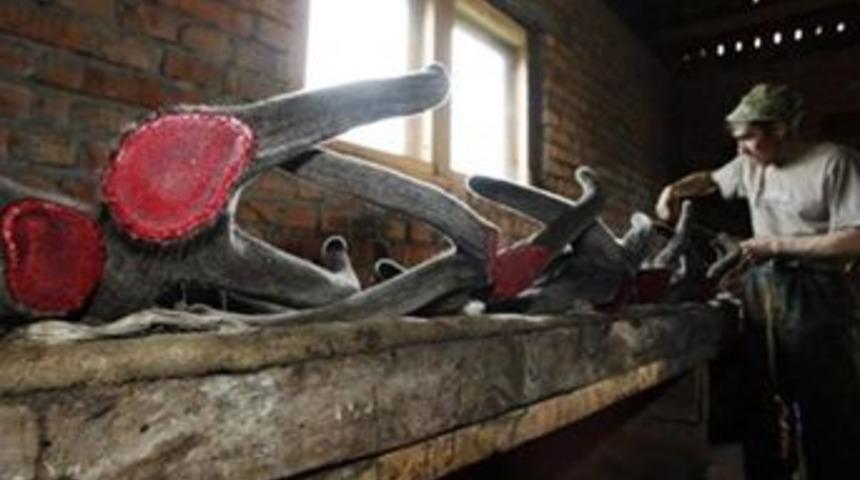 Boynuzlarını &ccedil;aldılar