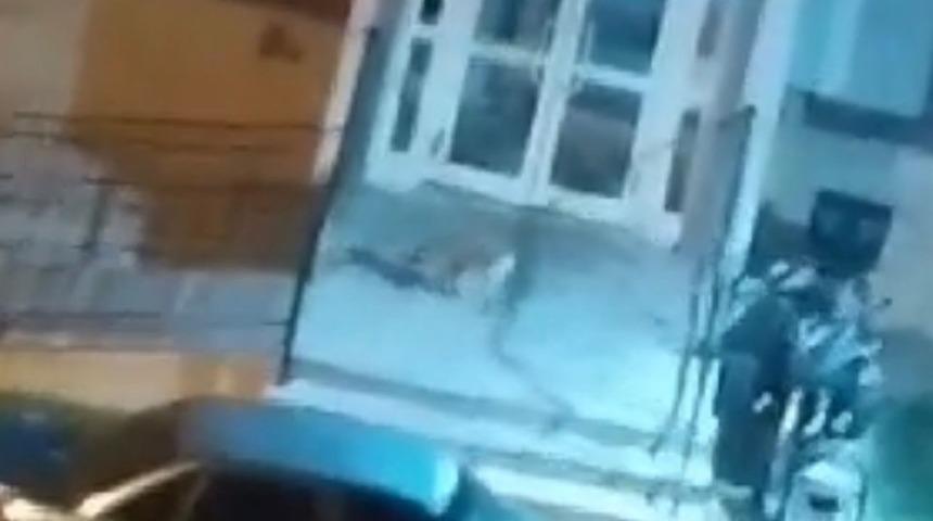 A&ccedil; kalan tilkiler yiyecek bulmak i&ccedil;in şehre indi