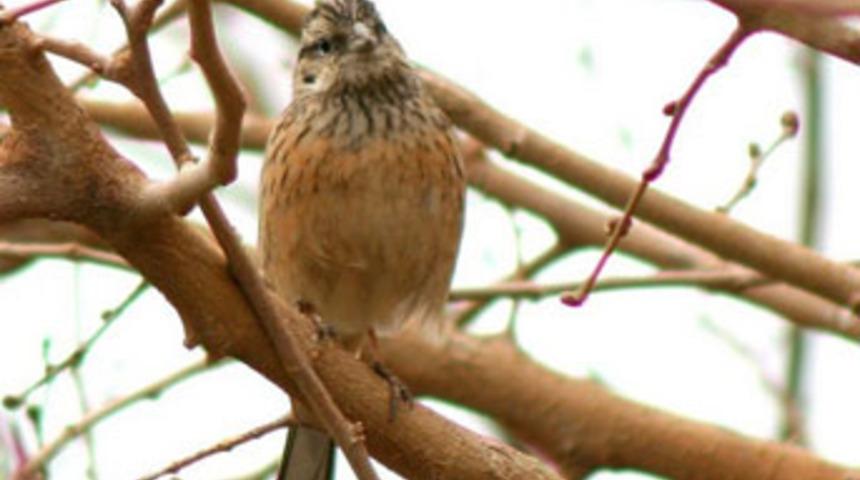 Hevsel&rsquo;den kuş esintileri