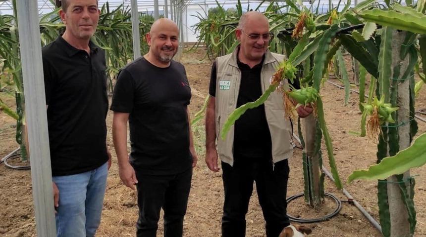 Mudanya’da ejder meyvesi yetiştirdi