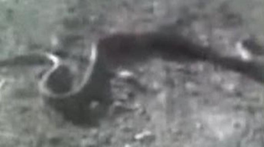 Belediye kazısından dev yılan &ccedil;ıktı