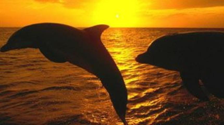 Su altından inanılmaz g&ouml;r&uuml;nt&uuml;ler