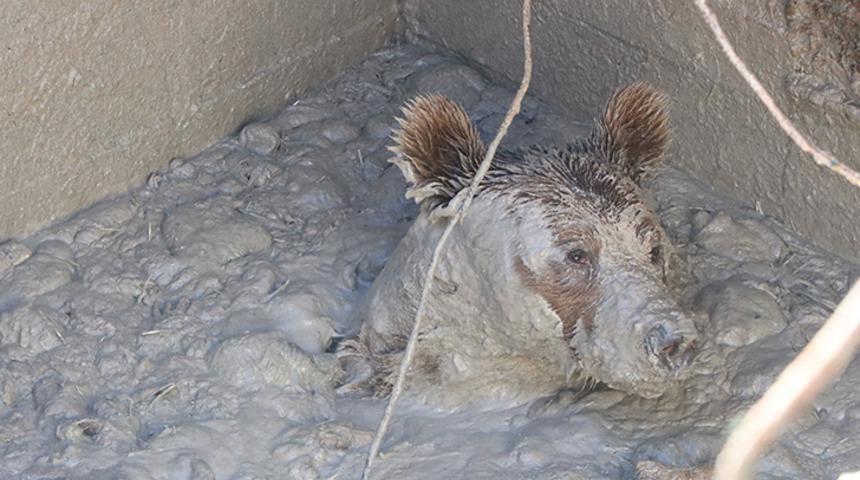 Ölü tavukların atıldığı kuyuya düşen ayı mahsur kaldı!