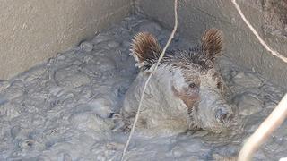 Ölü tavukların atıldığı kuyuya düşen ayı mahsur kaldı!