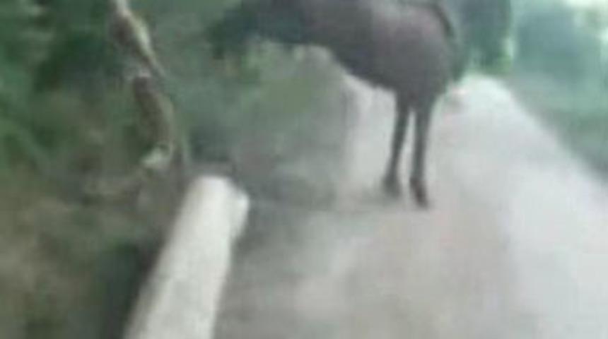 Dövülen atın intikamı