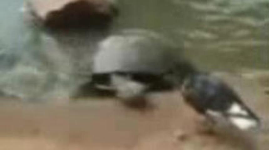 Kaplumbağadan beklenmeyen refleks