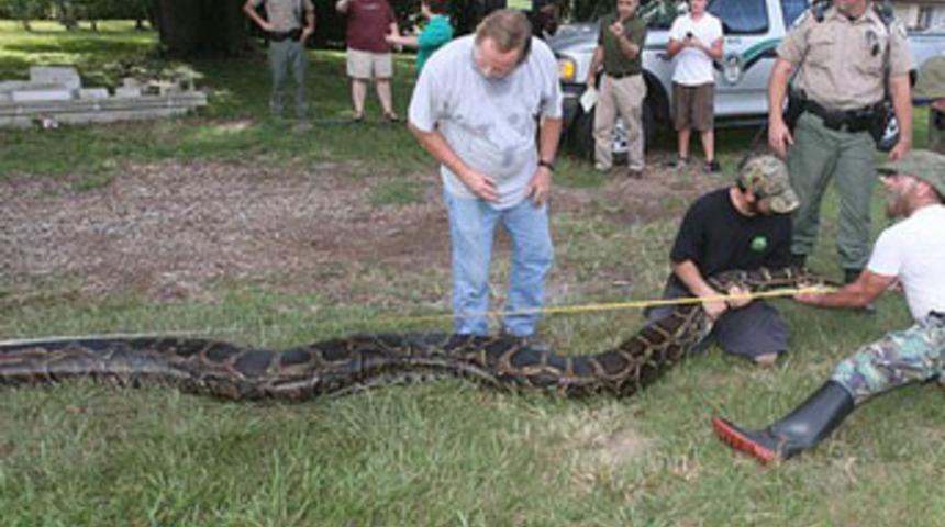 Bahçede ‘canavar’ piton besliyor