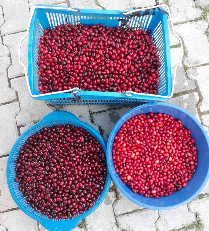 Dizisi ortalığı kasıp kavuruyor, meyvesi 8 haftada incecik yapıyor! Her gün yiyip yağlarından kurtuldular: Kusursuz bir bel için... G1