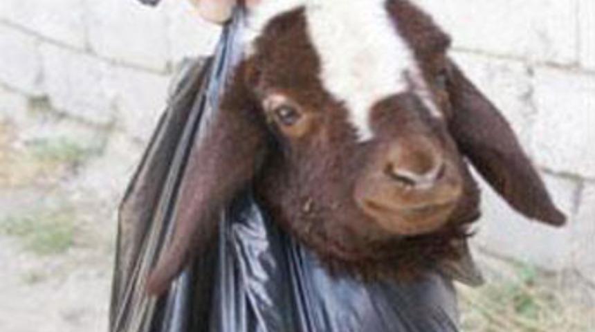 T&uuml;rk işi taşıma