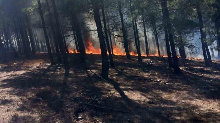 Ankara, Bolu ve İzmir'de orman yangını! Hızla büyüyor...