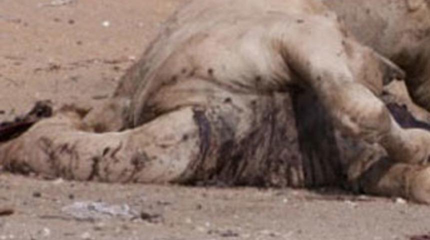 'Yok deve' dedirten olay