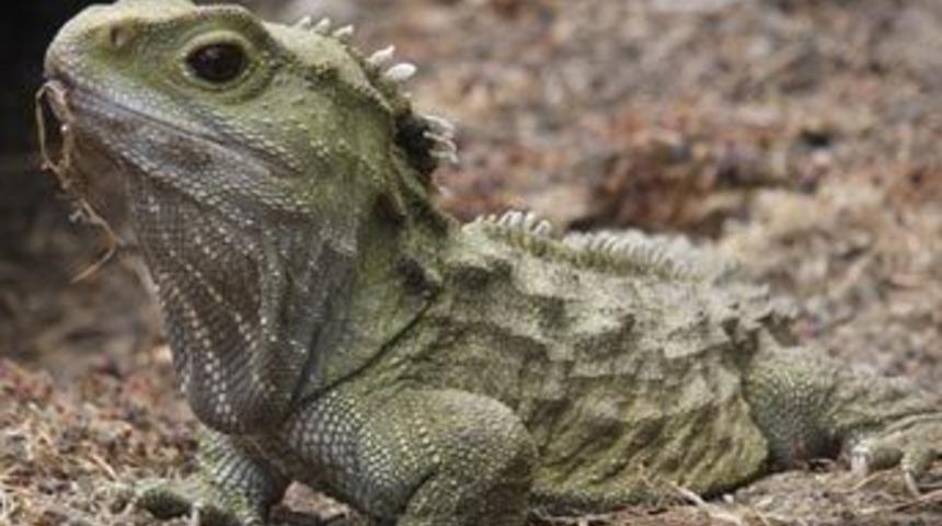 'Yaşayan fosil' 40 yıl sonra fikir değiştirdi