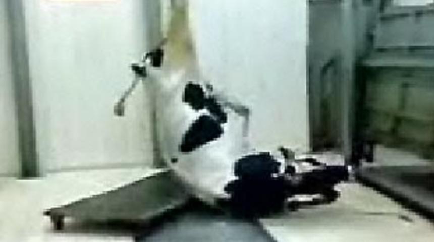 İşte insanın hayvanlaştığı an!