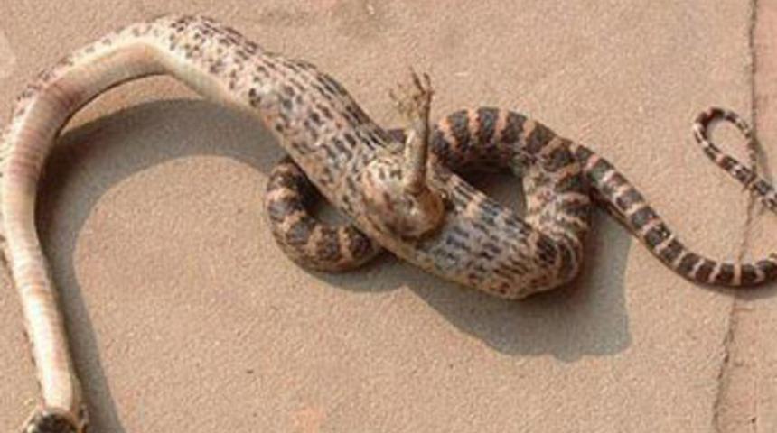 Ayaklı yılan bulundu!