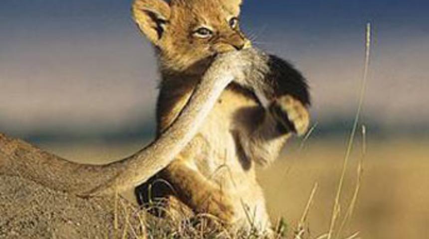 Bug&uuml;n annemin kuyruğunu ısırdım