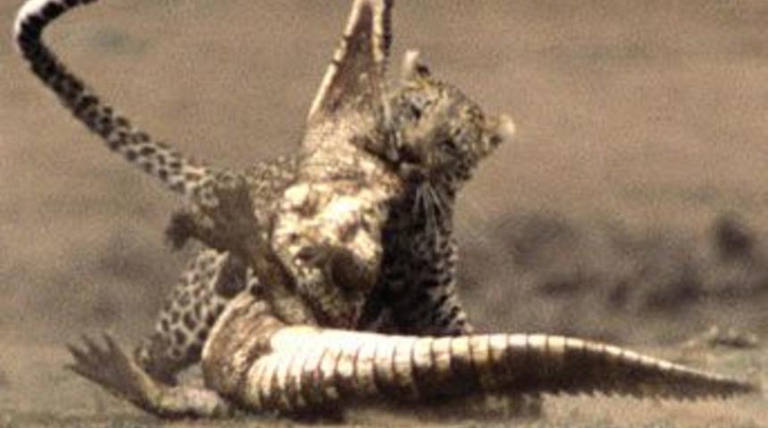 Leopar timsahı avladı