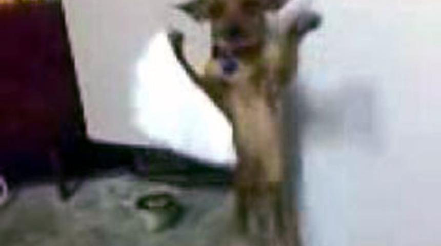 Halay &ccedil;eken k&ouml;peğe inanamayacaksınız