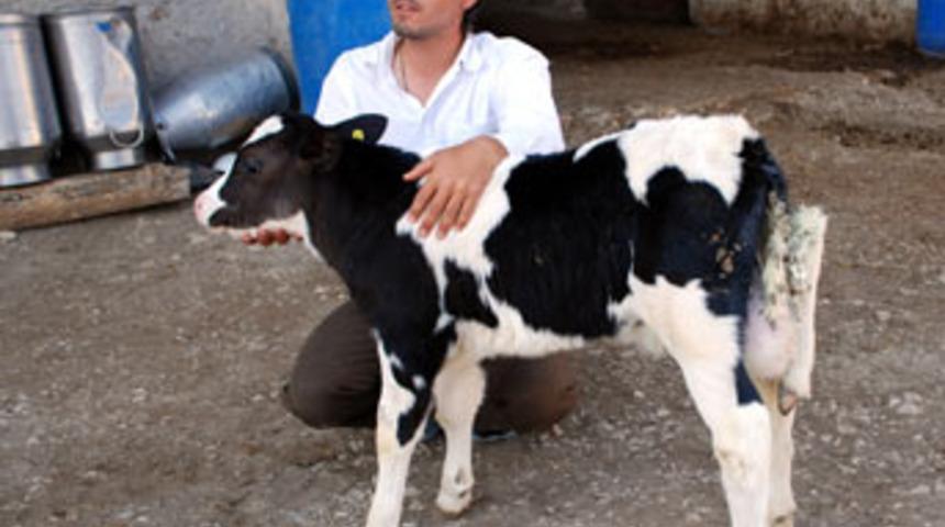 5 ayaklı 2 kuyruklu buzağı