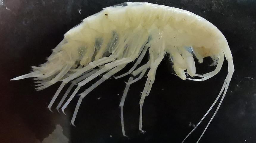 Türkiye’nin en derin 3’üncü mağarasında çarpıcı keşif! "Dünyada sadece burada yaşıyor"