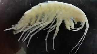 Türkiye’nin en derin 3’üncü mağarasında çarpıcı keşif! Dünyada sadece burada yaşıyor