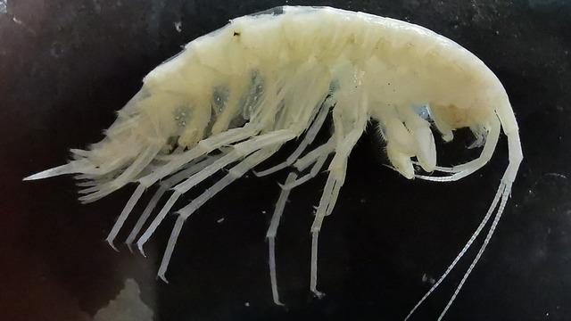 Türkiye’nin en derin 3’üncü mağarasında çarpıcı keşif! Dünyada sadece burada yaşıyor