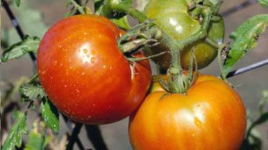 Organik gıdalar tehlikeli mi?