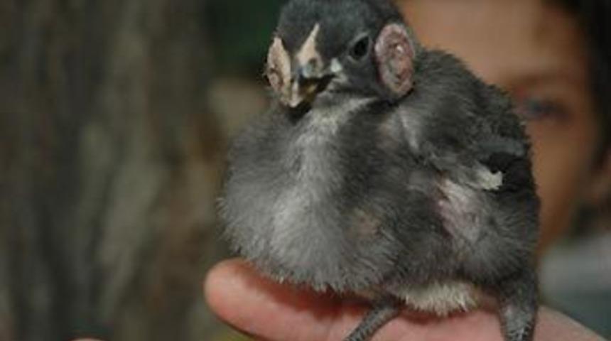 İnsan kulaklı civciv &ouml;ld&uuml;