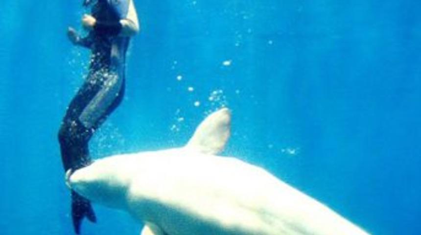 Balina dalgıcı b&ouml;yle kurtardı