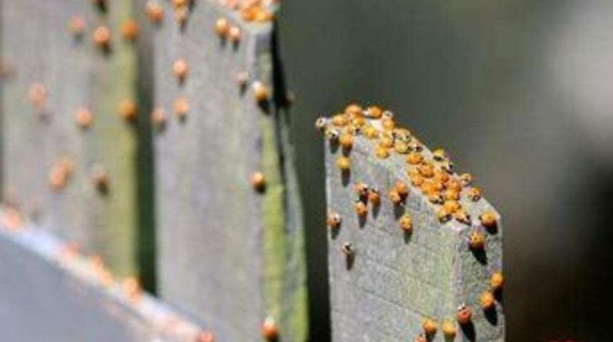 Uğur b&ouml;ceği dehşeti!