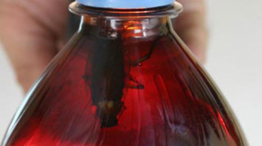 Şişeden hamam b&ouml;ceği &ccedil;ıktı