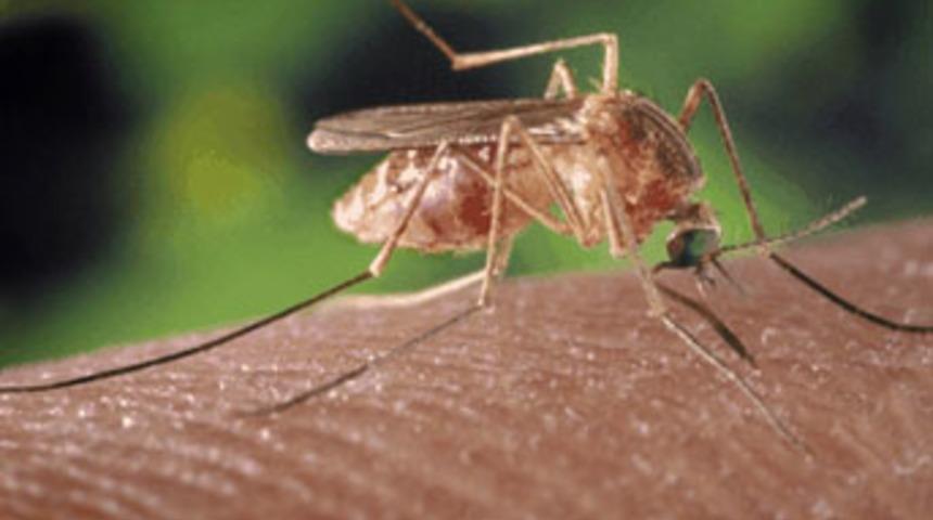 Sivrisinek 200 &ccedil;ocuğu &ouml;ld&uuml;rd&uuml;