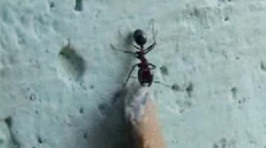 Karıncanın azmine hayran olacaksınız