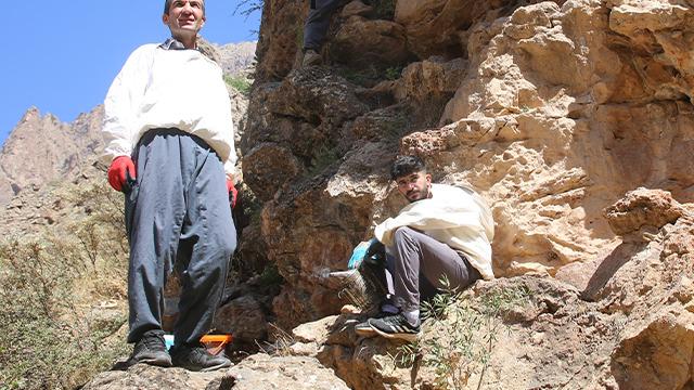 11 yıl önce keşfetti! Gözü gibi bakıp aylarca nöbet tutuyor: Kilosunu 2 bin 500 TL’den satışa çıkarttı