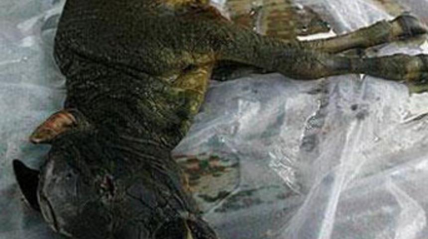 Timsah derili buzağı &ouml;ld&uuml;