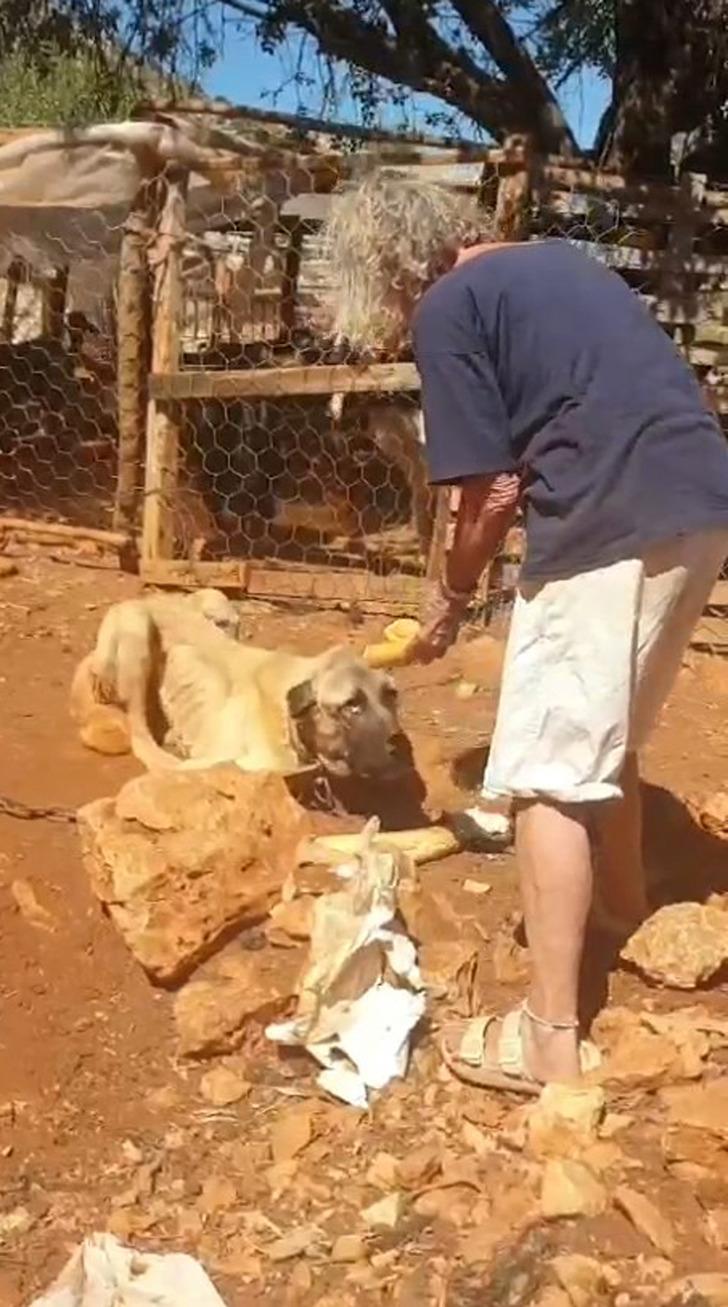 Skandal görüntülere inceleme! Dağda ağaca bağlı köpeklerin açlık ve susuzluğa terk edildiği iddia edildi... Ekipler harekete geçti G5