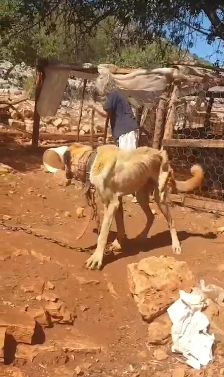 Skandal görüntülere inceleme! Dağda ağaca bağlı köpeklerin açlık ve susuzluğa terk edildiği iddia edildi... Ekipler harekete geçti G4