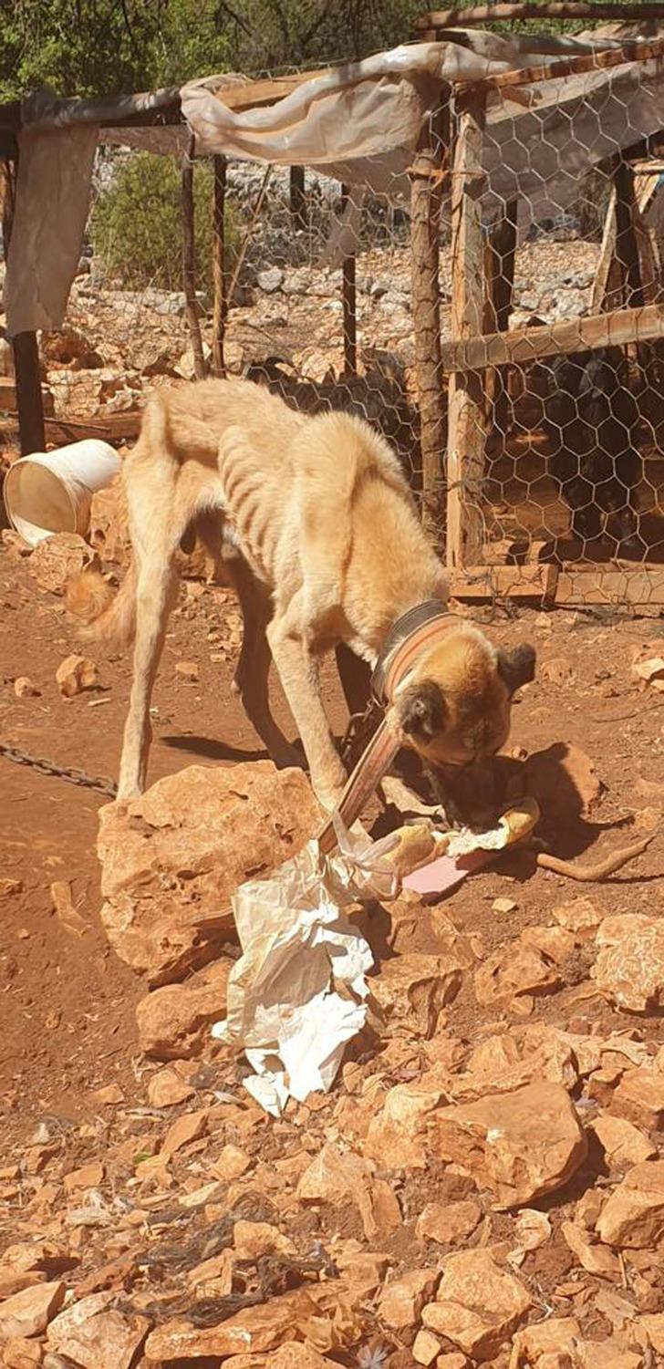 Skandal görüntülere inceleme! Dağda ağaca bağlı köpeklerin açlık ve susuzluğa terk edildiği iddia edildi... Ekipler harekete geçti G3