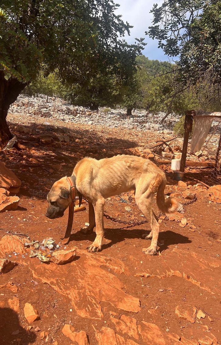 Skandal görüntülere inceleme! Dağda ağaca bağlı köpeklerin açlık ve susuzluğa terk edildiği iddia edildi... Ekipler harekete geçti G1