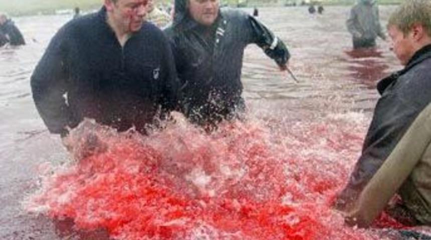 Danimarka'da "geleneksel" katliam s&uuml;r&uuml;yor