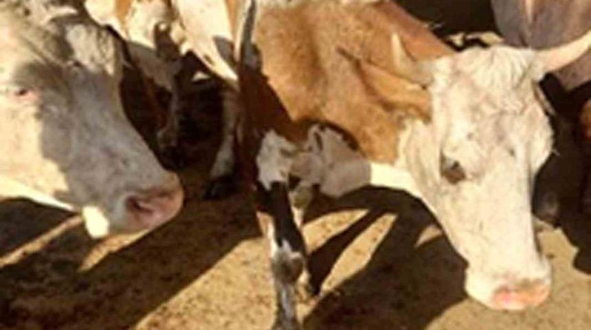 Hayvan hırsızları tutuklandı