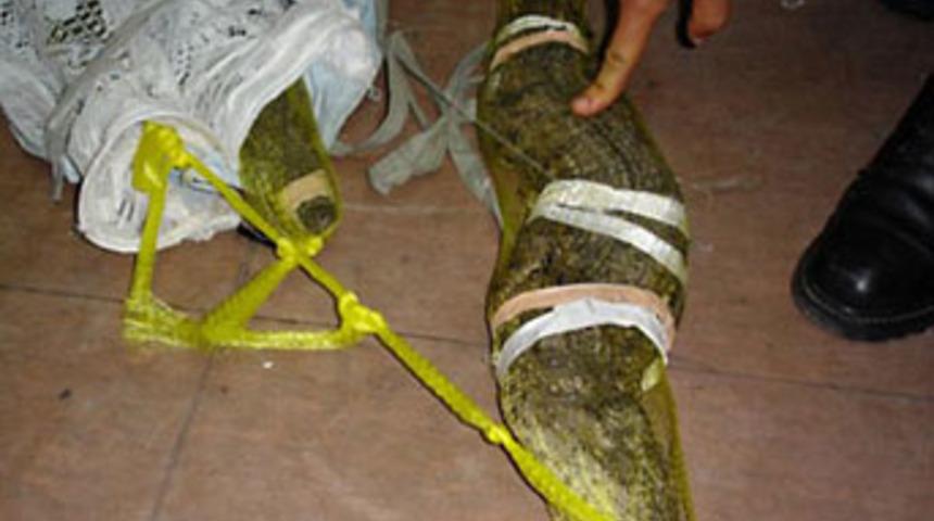 Bavulundan canlı timsahlar &ccedil;ıktı!