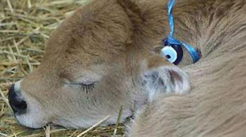 İşte ilk kopya buzağımız